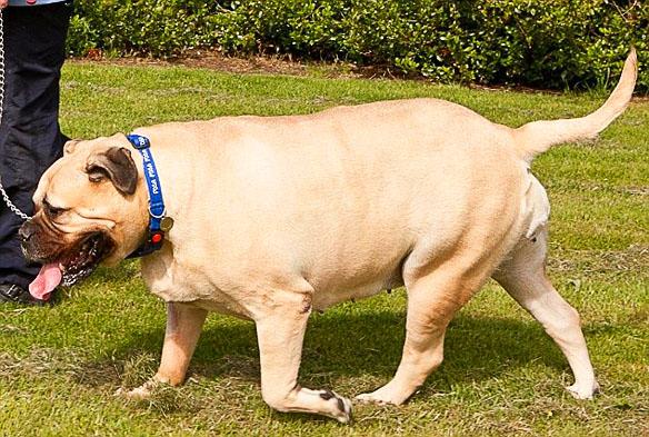 SuperSized DOG Becomes UK's Fattest K-9!