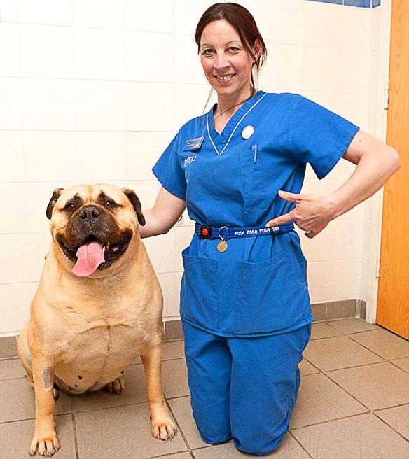 SuperSized DOG Becomes UK's Fattest K-9!