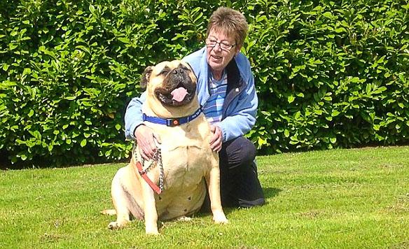 SuperSized DOG Becomes UK's Fattest K-9!