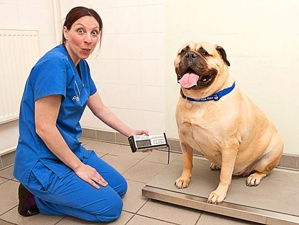 SuperSized DOG Becomes UK's Fattest K-9!