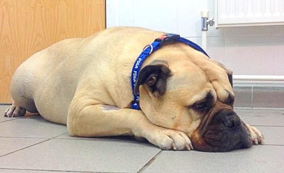 SuperSized DOG Becomes UK's Fattest K-9!