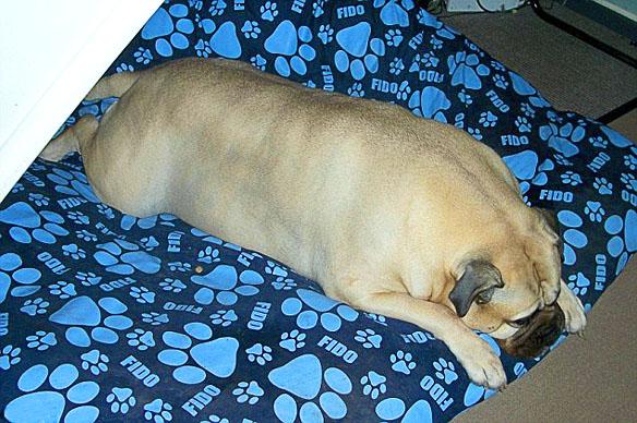 SuperSized DOG Becomes UK's Fattest K-9!