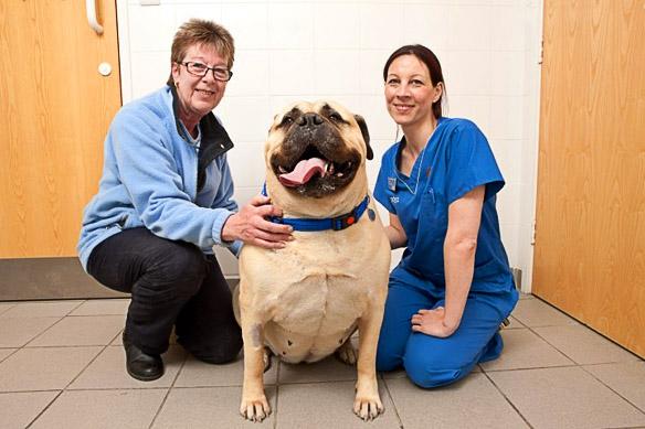 SuperSized DOG Becomes UK's Fattest K-9!