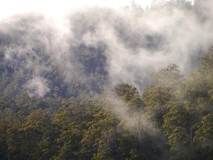 View of Tyenna forests from tree sit_photo by Miranda Gibson