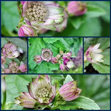 astrantia