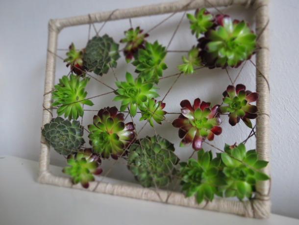 Succulent Frame