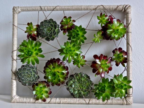 Succulent Frame