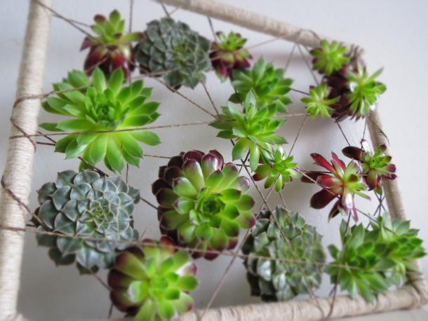 Succulent Frame