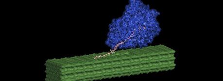 An enzyme (shown in blue) pulls out individual cellulose chains (pink) from the pretreated nanofiber surface (green) and then breaks them apart into simple sugars. (Credit: Shishir Chundawat, Great Lakes Bioenergy Research Center)