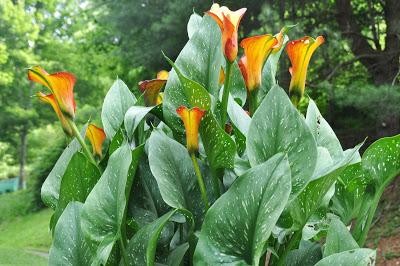 Summer Lilies . . . and Some Aren't