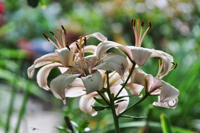 Summer Lilies . . . and Some Aren't