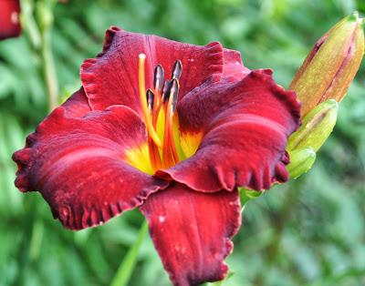 Summer Lilies . . . and Some Aren't