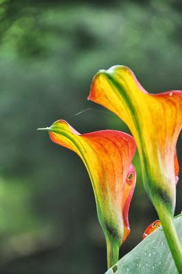 Summer Lilies . . . and Some Aren't