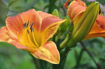 Summer Lilies . . . and Some Aren't