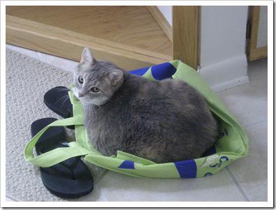 moniebag