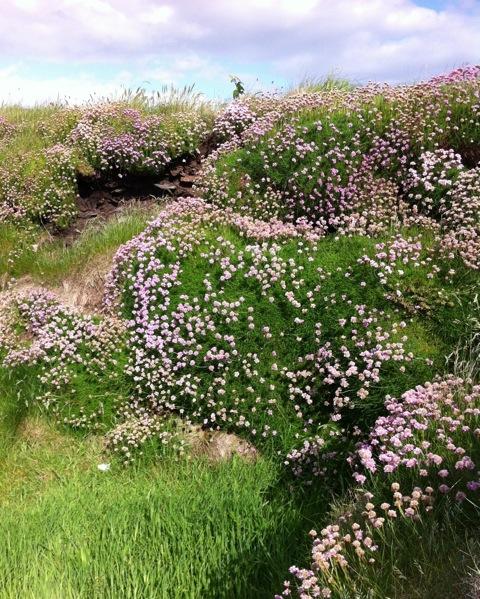 drifts of sea thrift growing wild