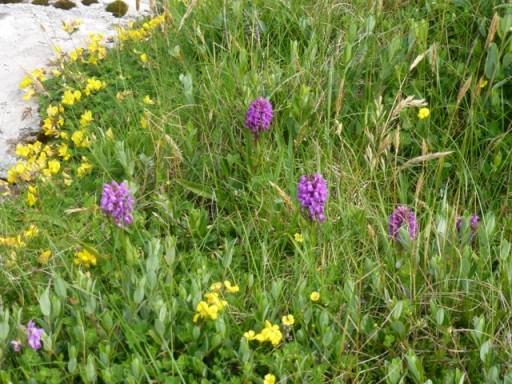 group of orchids in full flower