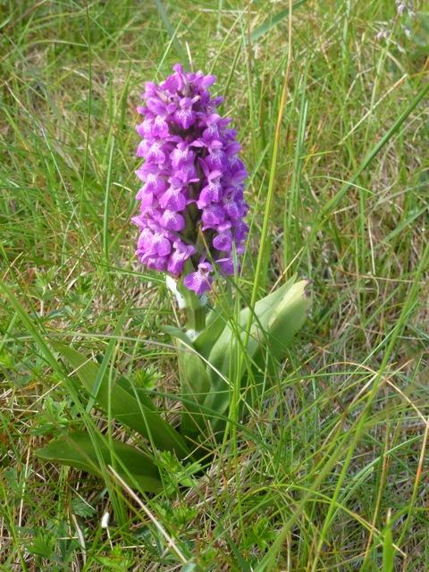 close up of purple orchid