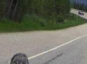 Giant Wolf Chases Motorcycle Territory