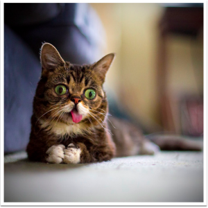 Li’l Bub does not care about your business objectives, and is here to occupy the time your customers spend enjoying themselves on the internet—time that you want, but Li’l Bub is not going to let you have. Ha ha.