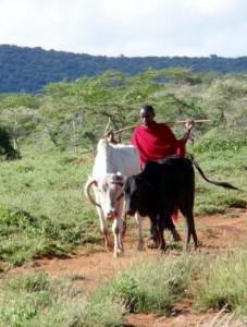 maasai-cattle