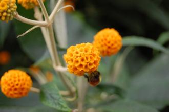 Buddleja globosa Flower (22/06/2013, Brighton)