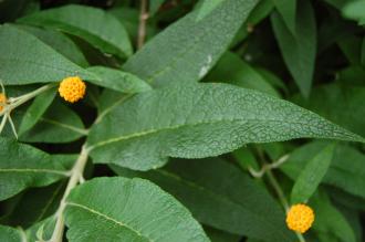 Buddleja globosa Leaf (22/06/2013, Brighton)