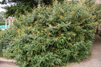 Buddleja globosa (22/06/2013, Brighton)