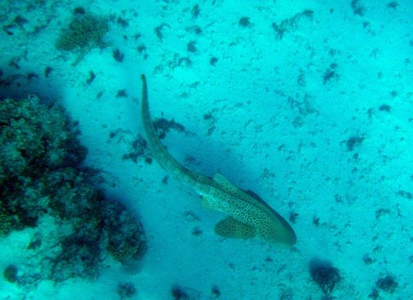 Zebra (Leopard) shark