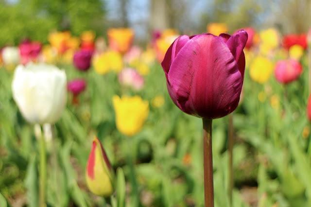 Tiptoe Through The Tulips - Part 5