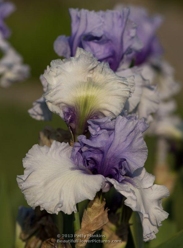 Wintry Sky Bearded Iris © 2013 Patty Hankins