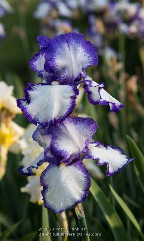 Presby's Crown Jewel Bearded Iris © 2013 Patty Hankins 