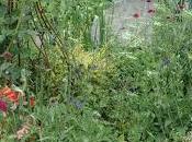 Wordless Wednesday. Happy Scramble.