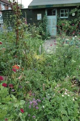 The Tuckshop Garden in late June with knautia, chives and foxgloves