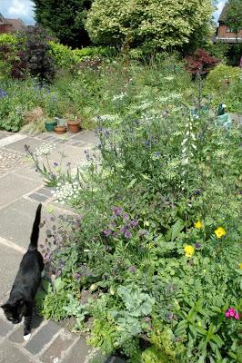 Tuckshop garden  with lots of lacy white ammi majus and blue anchusa