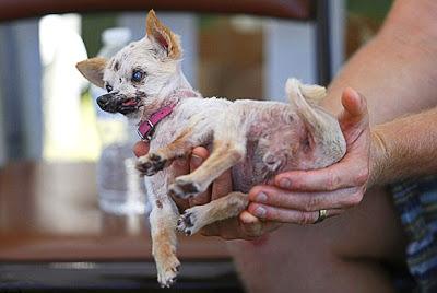 Duck-Footed Beagle Crowned Ugliest DOG in the World!