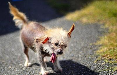 Duck-Footed Beagle Crowned Ugliest DOG in the World!