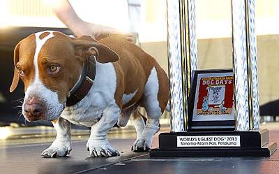Duck-Footed Beagle Crowned Ugliest DOG in the World!