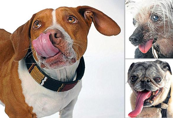 Duck-Footed Beagle Crowned Ugliest DOG in the World!