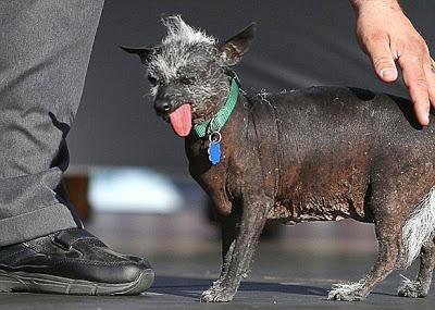 Duck-Footed Beagle Crowned Ugliest DOG in the World!