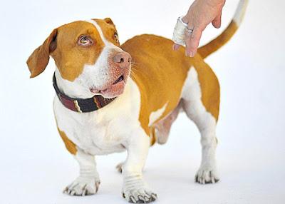 Duck-Footed Beagle Crowned Ugliest DOG in the World!