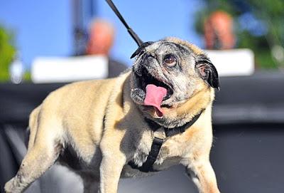 Duck-Footed Beagle Crowned Ugliest DOG in the World!