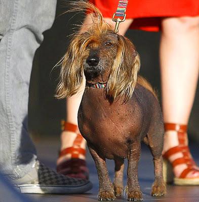 Duck-Footed Beagle Crowned Ugliest DOG in the World!