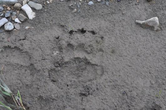 bear paw print