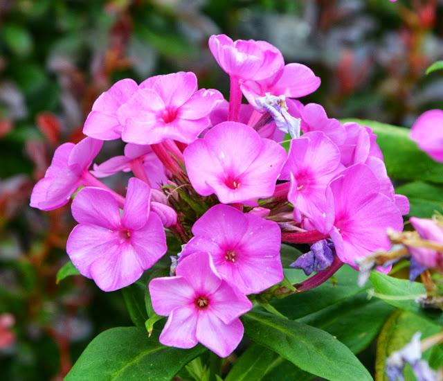 Assessing the blooms