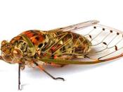 When Cicadas Attack