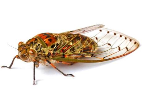 Cicada-2