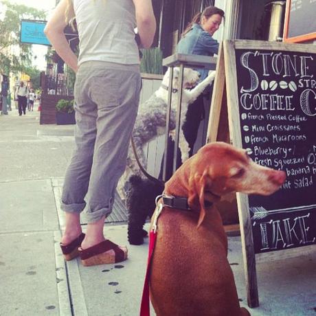 Weekday tradition we line up at Stone Street, dogs get their coffee, owners get their bacon treats