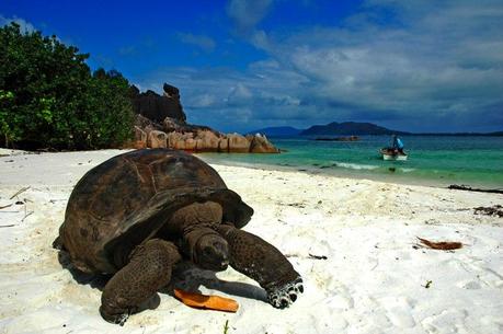 http://www.holidaysbox.com/wp-content/uploads/2012/07/Seychelles-tortoise.jpg