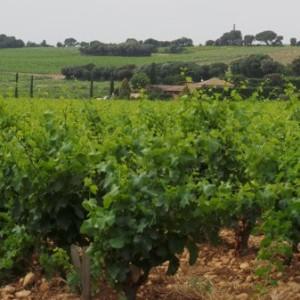 Chateau_Fines_Roches_Chateauneuf003